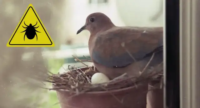 Skuteczne sposoby na pozbycie się obrzeżka gołębiego w domu