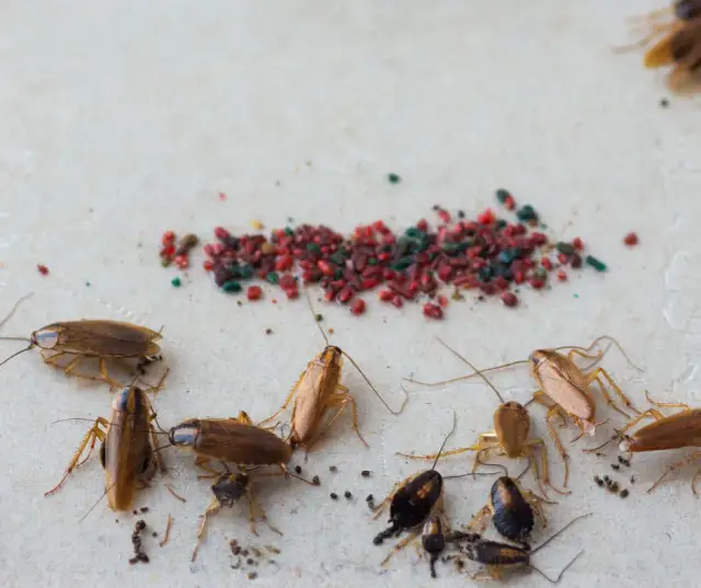 Jak rozmnażają się prusaki i co to oznacza dla zwalczania szkodników?