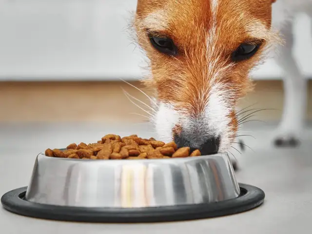Jaka karma dla rocznego psa? Wybierz najlepszą dla zdrowia i energii