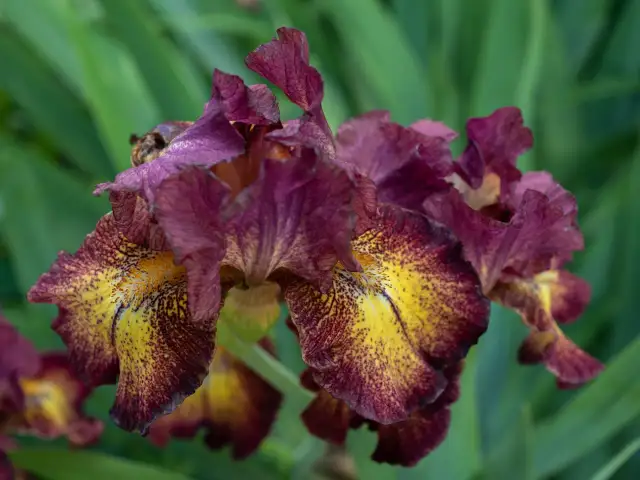 Jakie kwiaty dla księdza - idealne wybory na każdą okazję