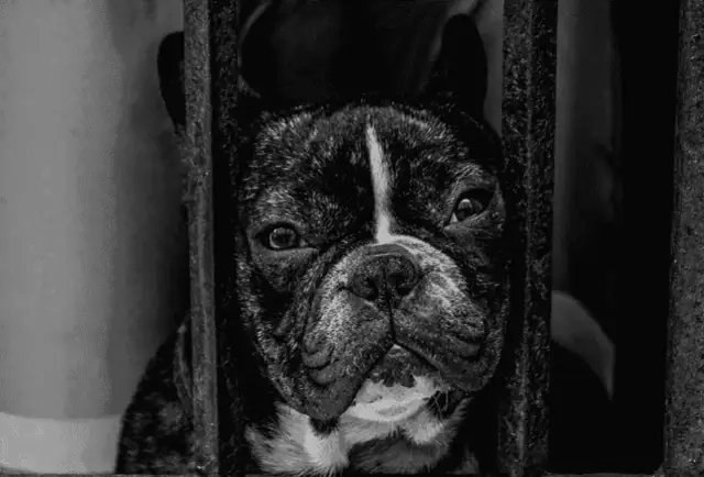 Jak długo szczeniak tęskni za matką i jak mu pomóc w tym czasie