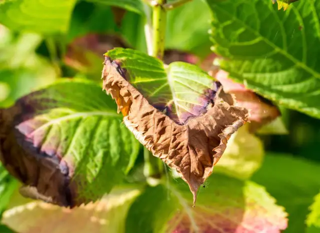 Dlaczego liście hibiskusa ogrodowego żółkną? Sprawdź przyczyny i rozwiązania.
