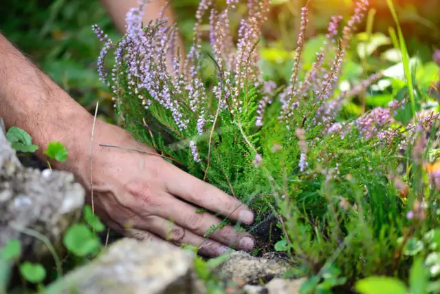 Kiedy sadzić wrzosy w ogrodzie, aby uniknąć błędów i cieszyć się pięknem?