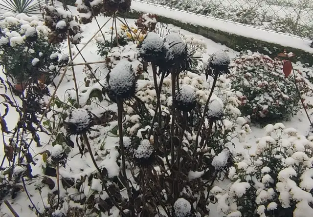 Jak przycinać jeżówki na zimę, aby zapewnić im zdrowy wzrost