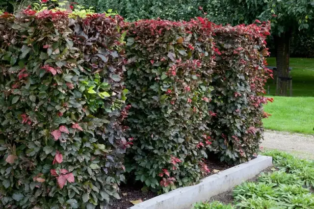 Alternatywy dla tui przy ogrodzeniu – piękne rośliny na żywopłot