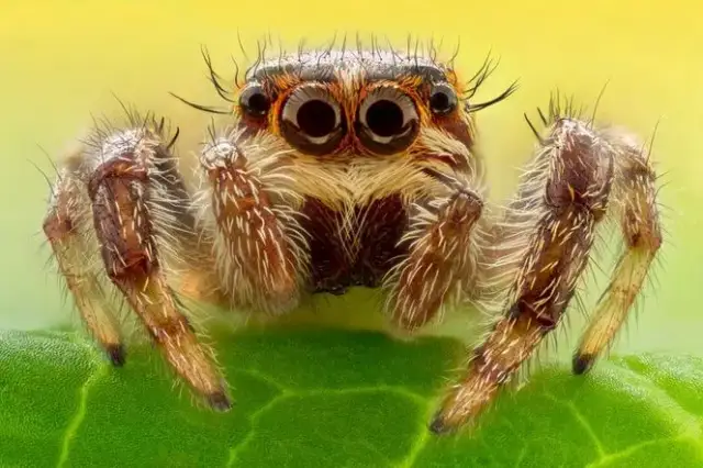 Pająk krzyżak czy jest jadowity? Odkryj prawdę o jego ukąszeniu