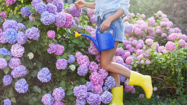 Nawożenie hortensji: Sekrety z forum, by kwitły obficie i pięknie!