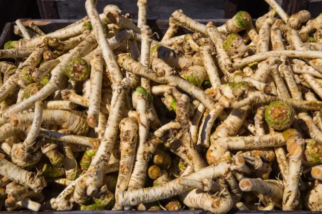 Jak uprawiać chrzan: proste sposoby na zdrowe i smaczne korzenie