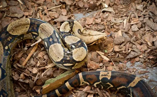 Czym się żywi boa dusiciel? Odkryj tajemnice jego diety