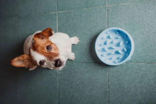 Najlepsza miska dla psa - jak wybrać idealną dla swojego pupila