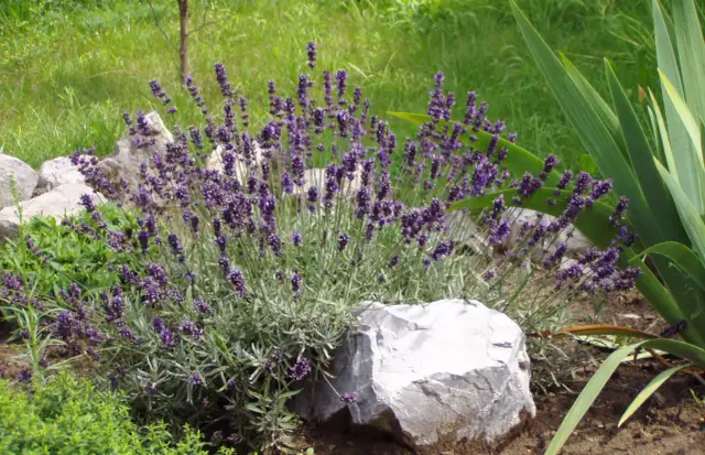 Krzew kwitnącej lawendy z fioletowymi kwiatami, otoczony kamieniami i zielenią.