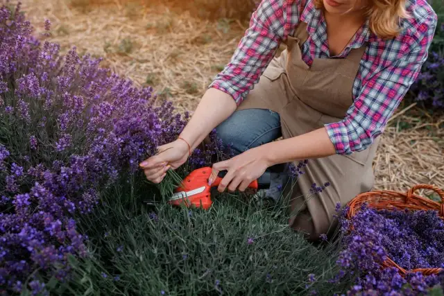 Przycinanie lawendy: Kiedy i jak ciąć, by kwitła bujnie?