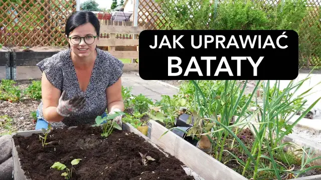 Jak uprawiać bataty w Polsce - uniknij najczęstszych błędów