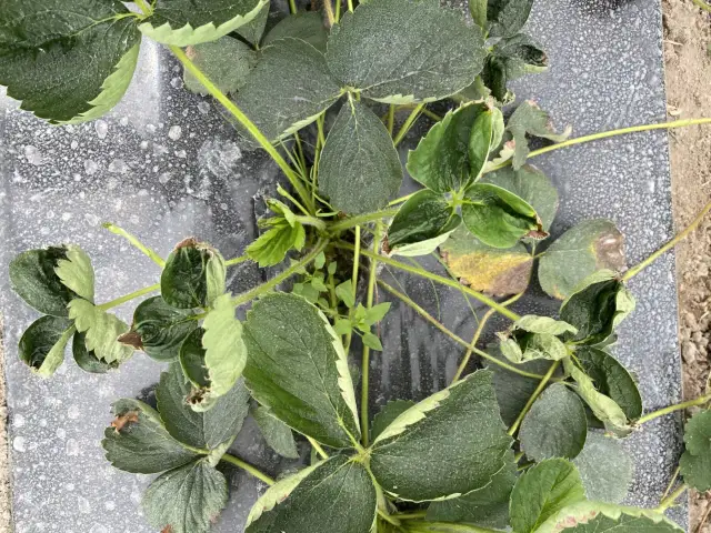 Liście truskawek z objawami niedoboru wapnia: żółte i brązowe plamy, zdeformowane brzegi.