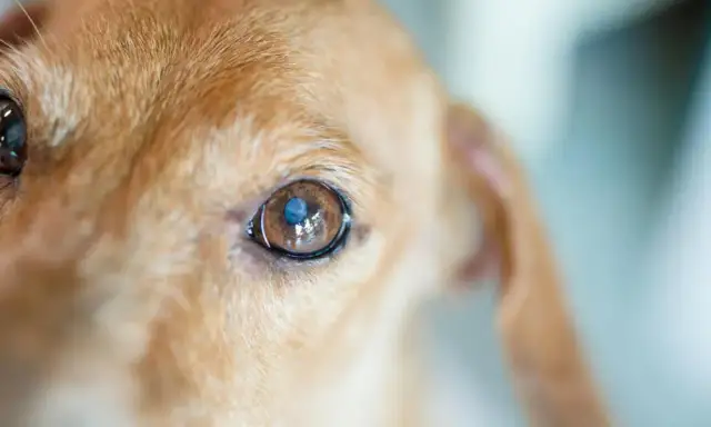 Jak widzi pies z zaćmą? Zrozumienie wpływu na jego wzrok