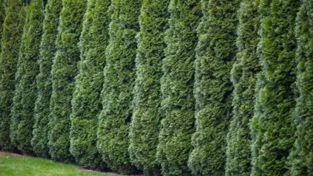 Kiedy ciąć tuje na wysokość? Kalendarz i gęsty żywopłot