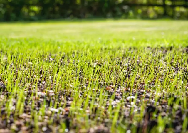 Ile po nawozie można siać trawę? Kluczowe wskazówki dla ogrodników