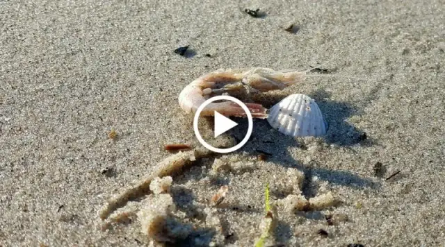 Czy w Bałtyku są krewetki? Odkryj ich fascynujący świat i gatunki