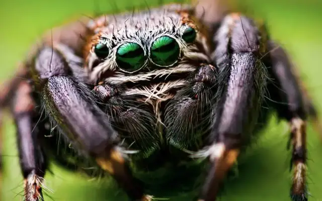 Czy w Egipcie są pająki? Oto co musisz wiedzieć o ich obecności