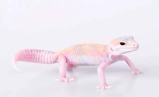 Ile powinien ważyć gekon lamparci? Sprawdź, czy twój jest zdrowy