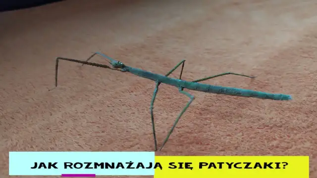 Patyczaki jak się rozmnażają: sekrety ich rozmnażania i partenogenezy