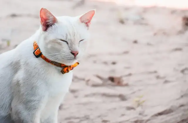 Jak zrobić obrożę dla kota - łatwe kroki, które musisz znać