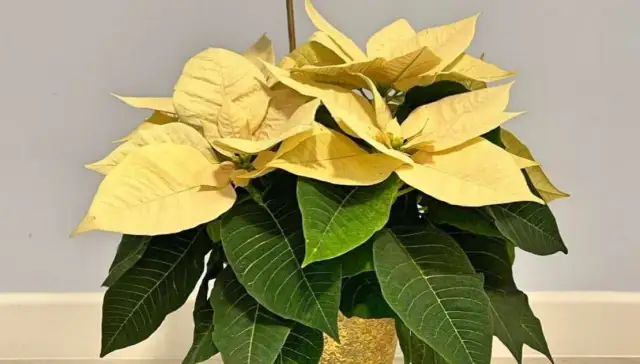 Czy kwiat gwiazda betlejemska jest trująca? Sprawdź ryzyko dla dzieci i zwierząt