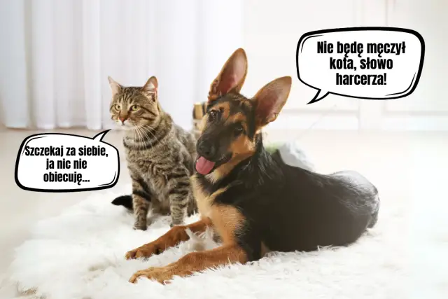 Kot i szczeniak: Poradnik, jak zaprzyjaźnić ich bezpiecznie!