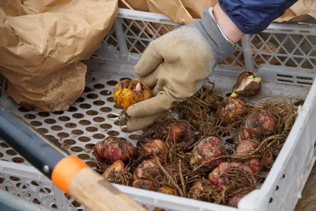 Kiedy wykopywać lilie? Terminy, metody i przechowywanie