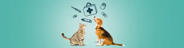 Chipsy dla kota: Zakazane! Poznaj 5 powodów i co robić w nagłych wypadkach