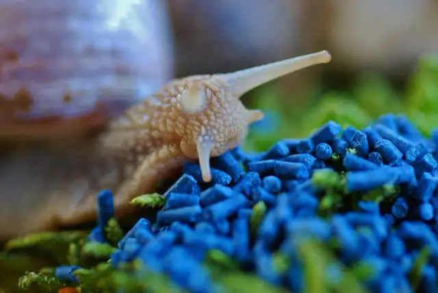 Czy trutka na ślimaki jest szkodliwa dla ludzi? Oto niebezpieczeństwa