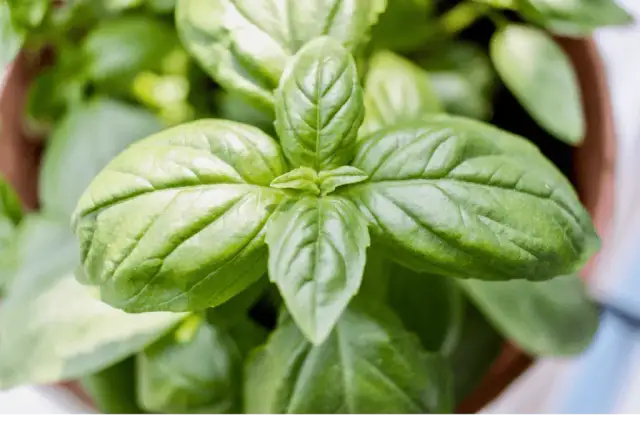 Jaki nawóz do bazylii, aby uniknąć błędów w uprawie?
