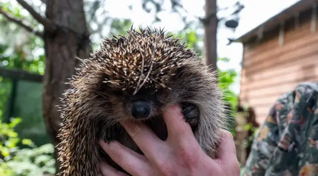 Wszystkie sekrety zimowania jeży: jak bezpiecznie przygotować je do snu