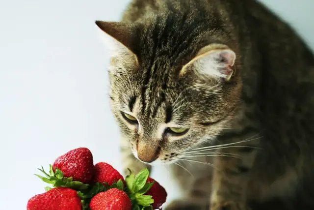 Czy koty mogą jeść owoce? Bezpieczne i toksyczne opcje dla kota