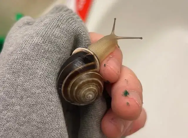 Czy ślimaki przenoszą choroby na ludzi? Oto, co musisz wiedzieć