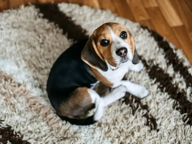 Ile węgla aktywnego dla psa? Sprawdź bezpieczne dawkowanie i ryzyko