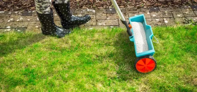 Jak często siać nawóz na trawnik, aby uniknąć problemów z trawą