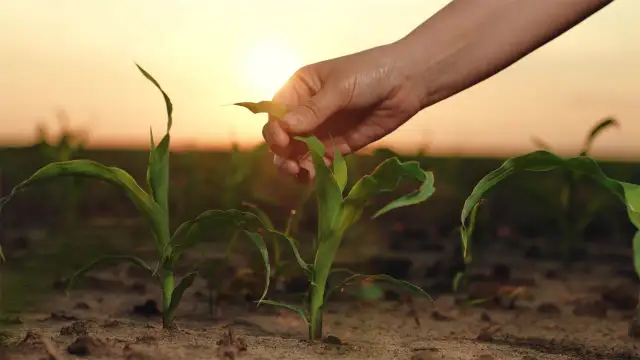 Ochrona gleby: Jak zapobiegać zanieczyszczeniom i dbać o zdrową ziemię