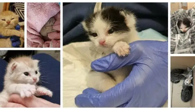 Czy kotka wraca do domu? Odkryj szanse na jej powrót i pomoc