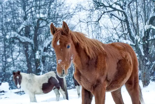 Stadnina Albin w Rzeszowie - pełna oferta i lokalizacja usług jeździeckich
