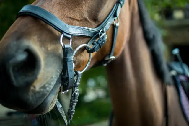 Wędzidło: Kiedy boli konia? Jak jeździć bez bólu i z szacunkiem?
