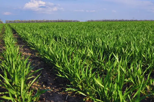 Oprysk na chwasty w owsie: Kiedy, czym i jak pryskać bez błędów?