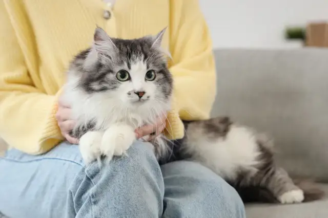 Mięciutki kotek z zielonymi oczami na kolanach osoby. To przykład pięknej opieki nad kotem, pełnej czułości i bliskości.