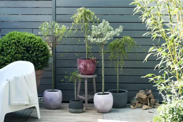 Jakie drzewa na taras? Wybierz mrozoodporne i zimuj bez strat!