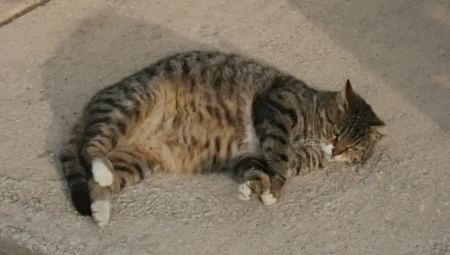 Ciąża u kotki: Jak rozpoznać tydzień po tygodniu? Objawy i porady