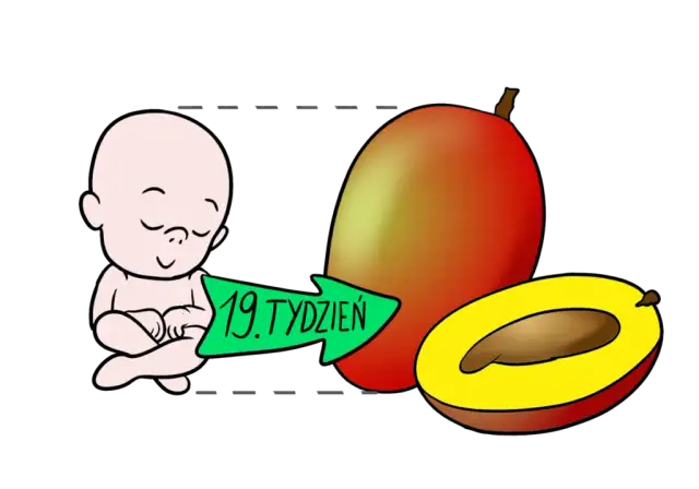 19 tydzień ciąży - na jakiej wysokości jest dziecko i co to oznacza?