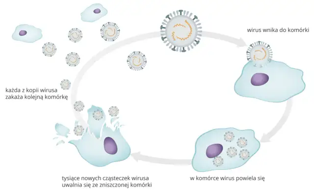 Wirusy: Żywe czy martwe? Poznaj prawdę o ich klasyfikacji!