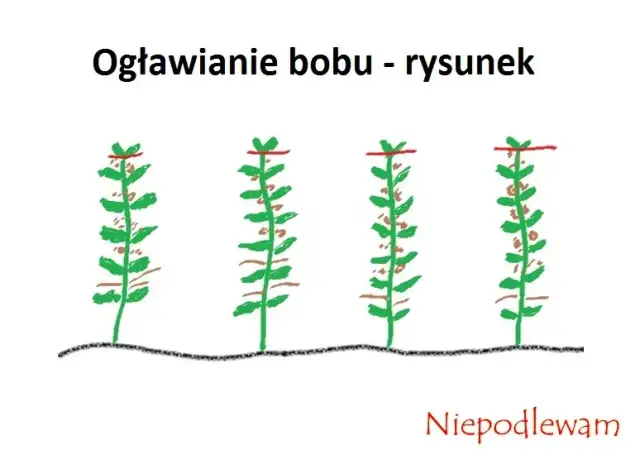 Kiedy siać bób? Klucz do obfitych zbiorów i ochrony przed mszycami