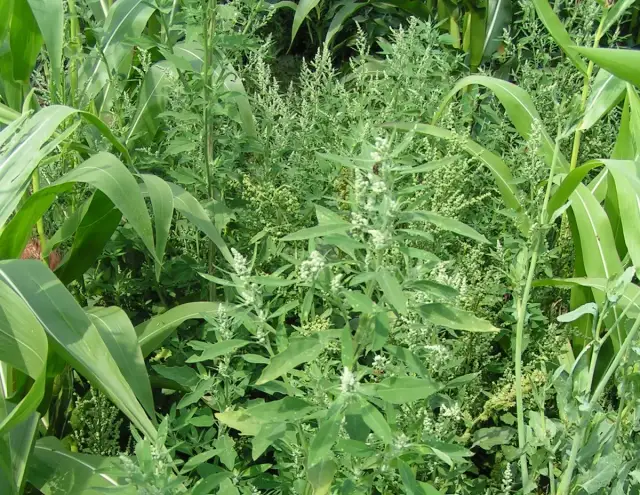 Komosa biała: Jak rozpoznać i skutecznie zwalczyć ten chwast?