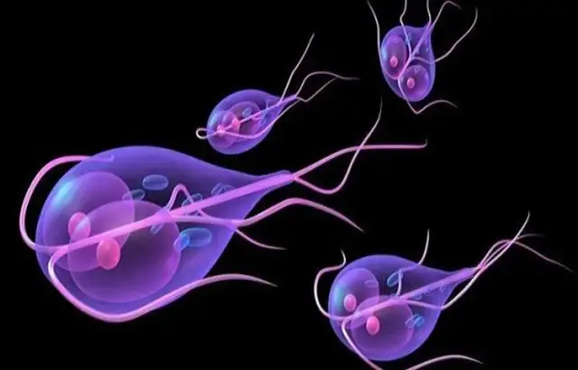 Lamblia objawy psychiczne: Jak pasożyt wpływa na twoje emocje?